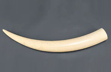 一本牙 登録票付